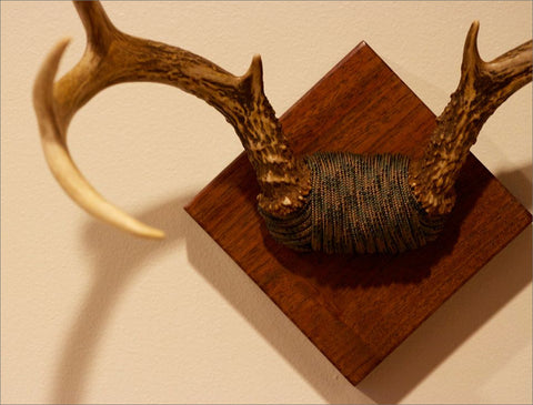 Medium Antlers on Walnut Mount