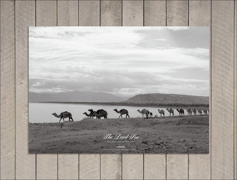 The Dead Sea, 1959 (Poster)
