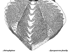 Succulants - Astrophytum