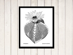 succulants astrophytum yuli serfaty drawing 
