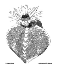 Succulants - Astrophytum