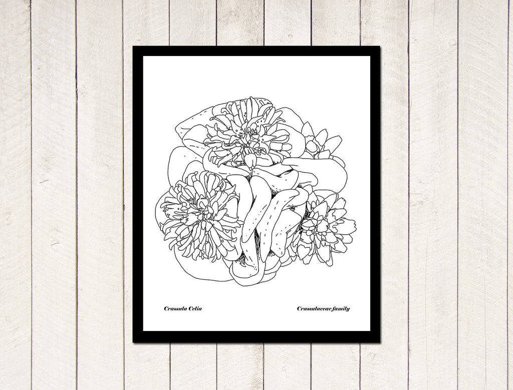 Succulents - Crassula 'Celia' yuli serfaty drawing