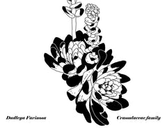 Succulents - Dudlya Farinosa
