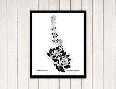 Succulents - Dudlya Farinosa yuli serfaty drawings