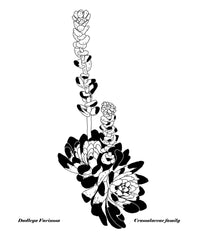 Succulents - Dudlya Farinosa