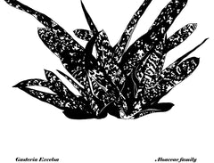 Succulents - Gasteria Excelsa