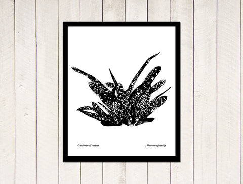 Succulents - Gasteria Excelsa