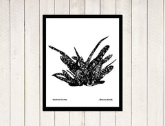 Succulents - Gassteria Excelsa yuli serfaty drawings