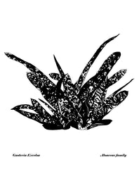 Succulents - Gasteria Excelsa