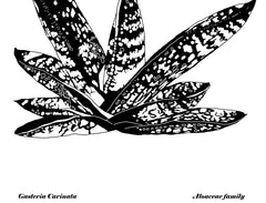 Succulents - Gasteria Carinata