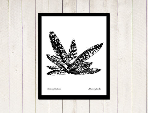 Succulents - Gasteria Carinata