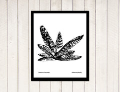 Succulents - Gasteria Carinata yuli serfaty drawings