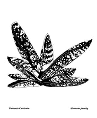 Succulents - Gasteria Carinata