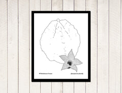 Succulents - Whitesloanea Crassa yuli serfaty drawings