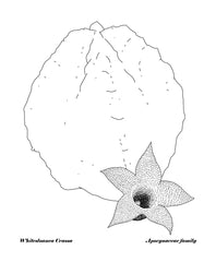 Succulents - Whitesloanea Crassa