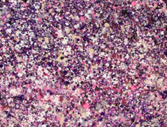 Purple Rain